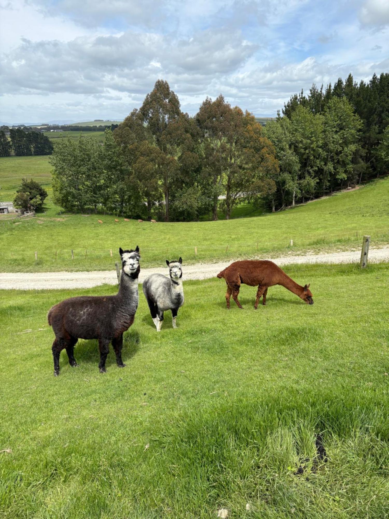 Hotel The Shepherd'S Rest Oamaru Esterno foto